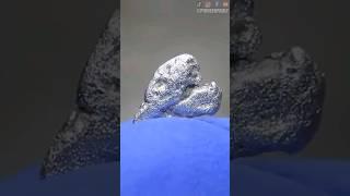 Diver Finds Rare Platinum Nugget! #platinum #fyp