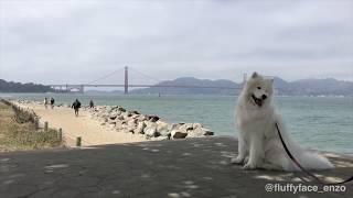 FULL DOGHOUSE (Full House Intro- Dog Edition)