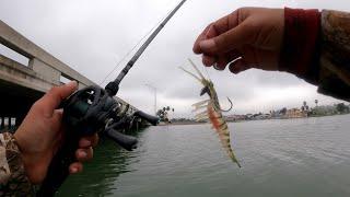 Bridge Fishing, with a Vudu SHRIMP JIG!(EPIC RESULTS) Corpus Christi TX