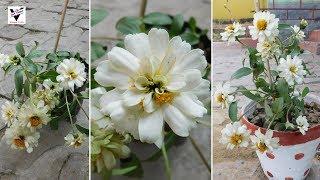 White Zinnia Flower Plant Care, Planting Zinnia Flower at Tub | Art Villa