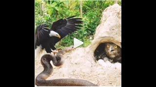 Viral Video || Mother Hen Fights Off Snake To Protect Her Chicks