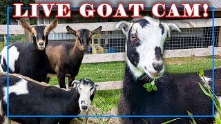 Pregnant Goats - Watch our Tummies Grow - | SYMAN SAY FARMS