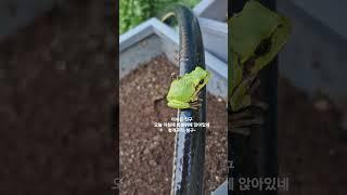 #청개구리#집