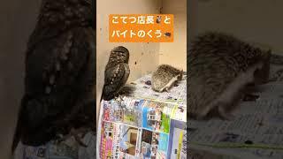 と　#shorts #owlet #hedgehog