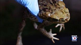 Woman warns of deadly Bufo toads in South Florida after losing beloved dog