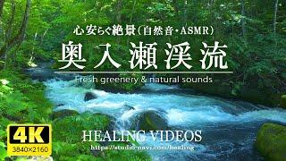 [Healing/Natural Sounds] Clear Stream and Fresh Greenery of Oirase 2/River murmur and birds chirping