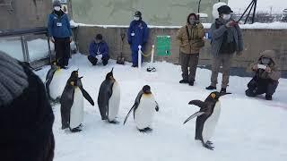 Asahiyama Zoo Penguin Walk Tour