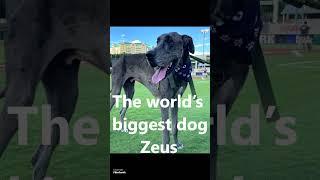 Biggest dog of the world  Zeus