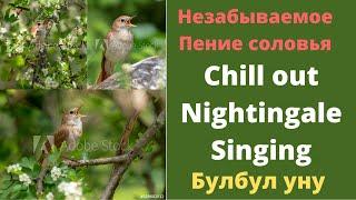 Незабываемое Пение соловья / Chill out Nightingale Singing / Булбул уну / Булбул овози / 2020