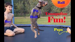 Family Fun on the Trampoline!