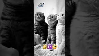 #cat #cats #catlover #catvideos #animals #islam #muslim #allah #namaz #shorts #кот #ислам #котики