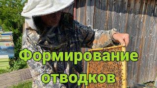 ФОРМИРОВАНИЕ ОТВОДКОВ!!! РОЙ НА ПАСЕКЕ!!! 24.05.2025!!!