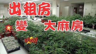 啥情況？出租房變大麻房！太麻煩了！誇張的英國大麻詐欺案，解析大麻房造成的各種影響，人去樓空的豪宅，哭爆賠爆的房東，不可不知的大麻屋知識！   新西兰房产