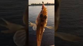 #рыбалка #2025 #клюет #рыбак #удачнаярыбалка #fishing #fish #дропшот #