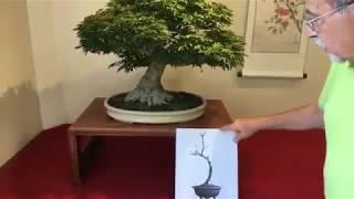 William N. Valavanis Bonsai Demo (USA)