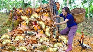 Harvesting Grapefruit Vine |  Warm Honey Grapefruit Tea on Winter Days | UR Phương Daily Life