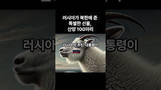 러시아가 북한에 준 특별한 산양 100마리  #해외반응 #해외네티즌 반응