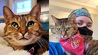 Rescue Kitty Becomes Therapy Cat For Sick Children 