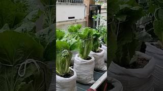 Growing Chinese Cabbage From Seeds to Harvest at Home #farming #cabbage #shorts #shortvideos