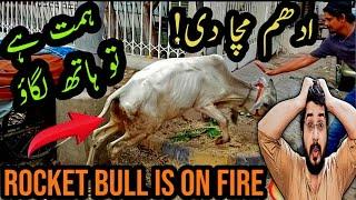 Shippu Ki Qurbani  Eid 1st Day Vlog  Qasai or bail ki Larai 