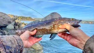 Jetty Fishing for Kelp Greenling - 俄勒冈州海边钓星斑和海鲫鱼