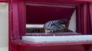 Pigeon Race MUST SEE! Birds Fly 486 kilometers!