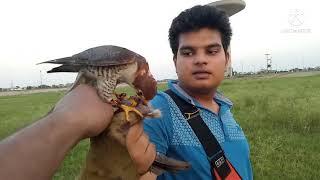 hunting with redheaded merlin || lure training || falconry art of kings