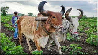 Ploughing Field using Bulls / Ox | Traditional Plowing Method