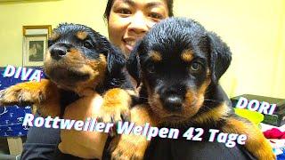 Thailand Rottweiler Welpen.  Das Kämpfen steckt den Rottweilern im Blut