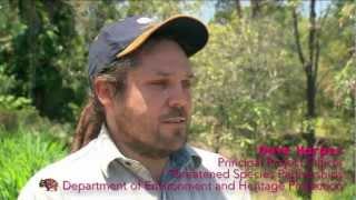Xstrata - The Northern Hairy-Nosed Wombat