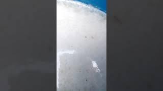 Зерновые заторы vs трихопол