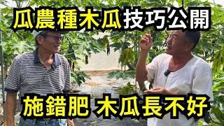 種木瓜如何施肥和灌溉?職業瓜農這樣施肥木瓜結果多?搭網室種木瓜有什麼作用?嘉義中埔鄉木瓜園實地經驗分享| 阿星種植