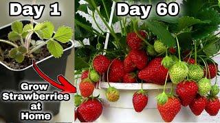 Easy 3 Methods Grow Strawberries at Home | How to grow strawberry plant from seeds