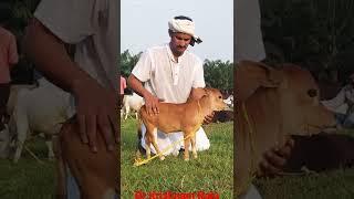 Dr Krishnam Raju With Miniaster Punganuru Cattle#punganuru #desi #farm #indian #nadipathy