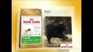 Royal Canin Pug 25