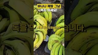 바나나 제발 그냥 먹지 마세요! #건강 #건강관리