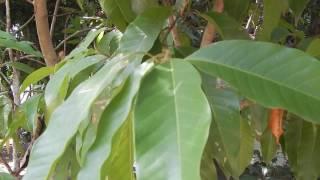 Chembakam, Chembaka,  Ayurvedic plant in the treatment of abscess, cilic, indigetion