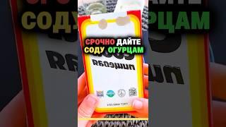 Срочно дайте соду огурцам #огород #секреты #дача #сад #удобрение #урожай #огурцы #сода