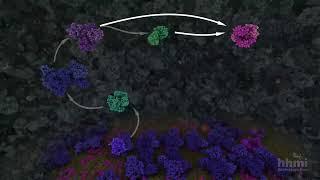 Glycolysis (From Glucose to Pyruvate) Animation