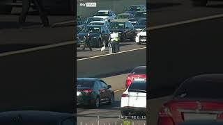 Police try to catch swan loose on highway