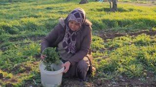 YABAN KERDEMESİNE BENZEYEN KUŞ OTU,TAZECİK  ISIRGANOTU TOPLADIM ZEYTİNLERE HANGİ GÜBREYİ ATTIM