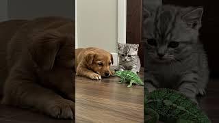 Baby Kitten and Puppy React to Seeing a Chameleon for the First Time!
