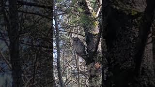 Majestic owl #wisconsin #discoverwisconsin #eauclaire #minnesota #michigan