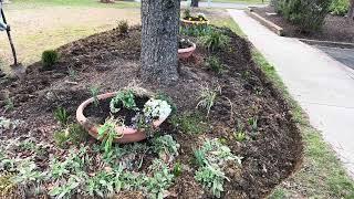 Planting Up Under the Trees Island Garden (part 1)