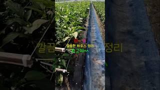 작은 하우스에도 고추재배하면 돈 번다.