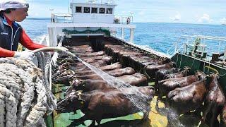 A VERDADE POR TRÁS DO TRANSPORTE DE GADO VIVO EM NAVIOS - Segredos sombrios revelados!