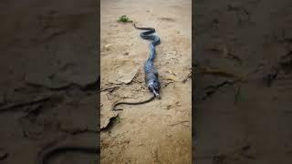 Nagin #shorts #cobra #nagin #viralshorts