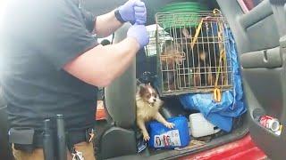 17 Dogs Rescued From Truck Were Living in Deplorable Condition: Cops