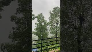 Forest nest Pokhara #pokhara #rain #nature #naturalphotography @BizayG