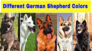 7 Different Colors Of German Shepherd |gsd color variation |Different German shepherd colors